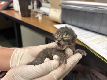 LILLIAN -  Domestic Short Hair Cat for Adoption in Thousand Palms, California - LILLIAN | PetCurious