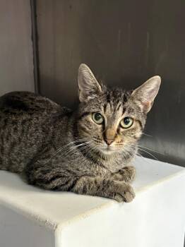 Gazelle -  Domestic Short Hair Cat for Adoption in Little Rock, Arkansas - Gazelle | PetCurious