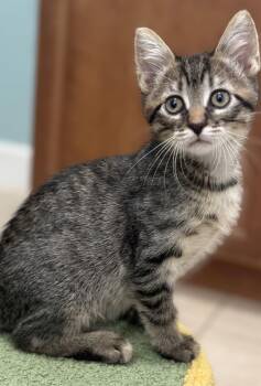 Oleander -  Domestic Short Hair Cat Available for Adoption in Oviedo, Florida - Oleander | PetCurious