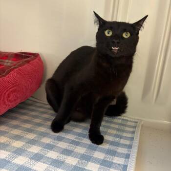 Domestic Short Hair Cats Available for Adoption in Greensboro, Georgia - Bubbles | PetCurious