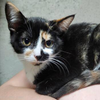 Luna -  Domestic Short Hair Cat for Adoption in Hudsonville, Michigan - Luna | PetCurious