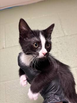 Poppy -  American Bobtail Cat for Adoption in Ellijay, Georgia - Poppy | PetCurious