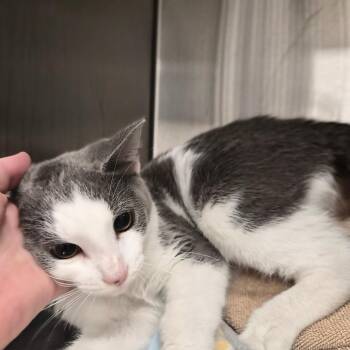 Flynn -  Domestic Short Hair Cat for Adoption in Bentonville, Arkansas - Flynn | PetCurious
