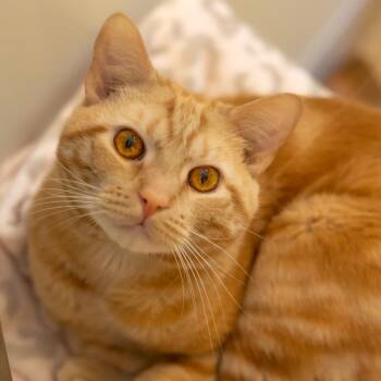 Pony Boy (Bonded with Zane) -  Domestic Short Hair Cat for Adoption in Wilmington, Delaware - Pony Boy (Bonded With Zane) | PetCurious