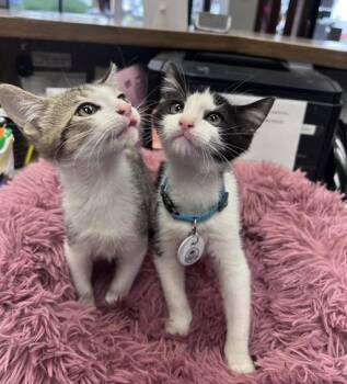 Rescue Domestic Short Hair Cats for Adoption in Baton Rouge, Louisiana - Connie And Bobby | PetCurious