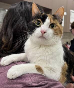 Murphy Jean -  Domestic Short Hair Cat for Adoption in Fishers, Indiana - Murphy Jean | PetCurious