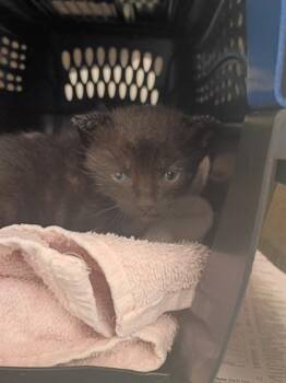 MARVIN -  Domestic Short Hair Cat for Adoption in Fort Lauderdale, Florida - MARVIN | PetCurious