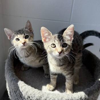 Domestic Short Hair Cats Available for Adoption in South Elgin, Illinois - Crash | PetCurious