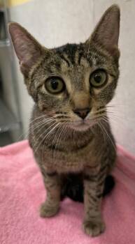 Domestic Short Hair Cats Available for Adoption - Cricket | PetCurious