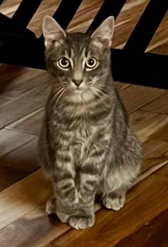 Rascal Flatts -  Domestic Short Hair Cat for Adoption in Raleigh, North Carolina - Rascal Flatts | PetCurious
