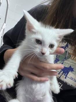 Cadence -  Domestic Short Hair Cat for Adoption in Daytona Beach, Florida - Cadence | PetCurious