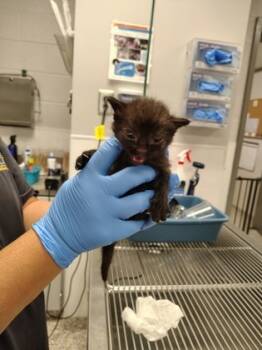 Rescue Domestic Short Hair Cats for Adoption in Gastonia, North Carolina - 59385739 | PetCurious