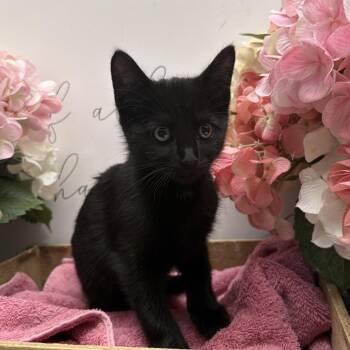 American Shorthair Cats Available for Adoption - Comet | PetCurious