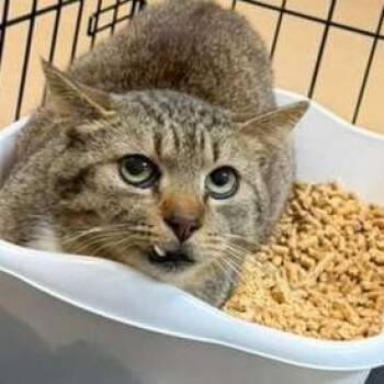 Diego -  Domestic Short Hair Cat for Adoption in Gadsden, Alabama - Diego | PetCurious