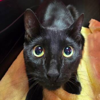 Mariana -  Domestic Short Hair Cat for Adoption in Newark, New Jersey - Mariana | PetCurious