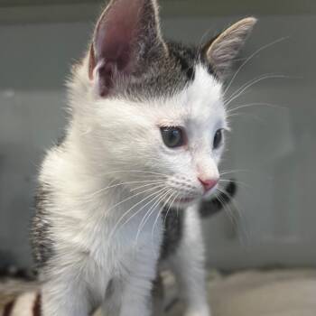 Strawberry -  Domestic Short Hair Cat for Adoption in Wheeling, Illinois - Strawberry | PetCurious