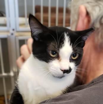 Domestic Short Hair Cats Available for Adoption - Smudge | PetCurious