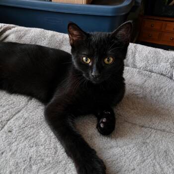 Hazel -  Domestic Short Hair Cat for Adoption in Richmond Hill, Ontario - Hazel | PetCurious