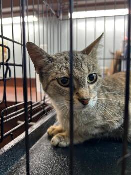 Violet -  Domestic Short Hair Cat for Adoption in Gautier, Mississippi - Violet | PetCurious