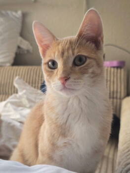 Rescue Domestic Short Hair Cats for Adoption in Crescent, Oklahoma - Pippin | PetCurious