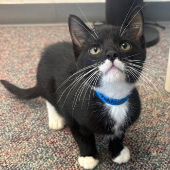 Poppy -  Domestic Short Hair Cat for Adoption in Buffalo, New York - Poppy | PetCurious