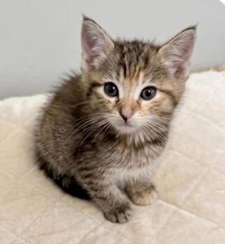 Neon -  Domestic Short Hair Cat for Adoption in Trenton, New Jersey - Neon | PetCurious