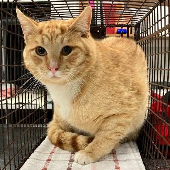 Domestic Short Hair Cats Available for Adoption - 104827 | PetCurious