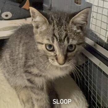 Domestic Short Hair Cats Available for Adoption in League City, Texas - Sloop | PetCurious