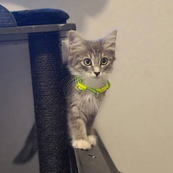 Rescue Domestic Short Hair Cats for Adoption in Phoenix, Arizona - Peni Parker - Green Collar | PetCurious