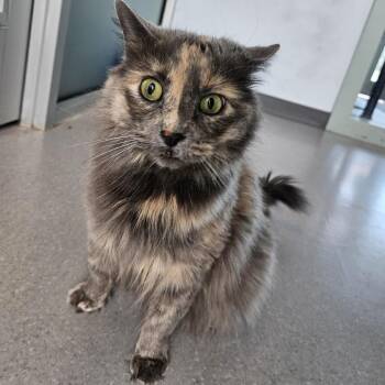 Kimari -  Domestic Medium Hair Cat for Adoption in Lakewood, Colorado - Kimari | PetCurious