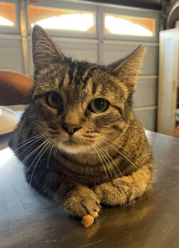 Rescue Domestic Short Hair Cats for Adoption in Cypress, California - Annabelle | PetCurious