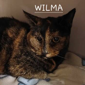 Rescue Domestic Short Hair Cats for Adoption in Richmond, Indiana - Wilma | PetCurious