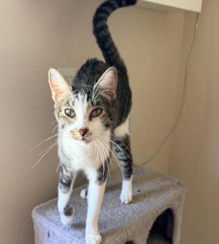 Tomas -  Oriental Tabby Cat for Adoption in San Diego, California - Tomas | PetCurious