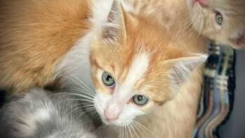 Rescue Domestic Short Hair Cats for Adoption in Cloquet, Minnesota - Jalepeo | PetCurious
