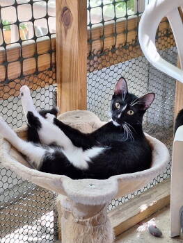 Rescue Domestic Short Hair Cats for Adoption in Tampa, Florida - Oregano | PetCurious