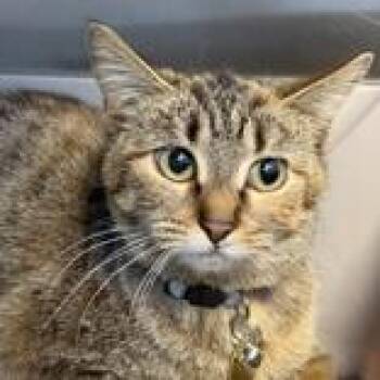 Domestic Short Hair Cats Available for Adoption in Lansing, Michigan - Mayci | PetCurious