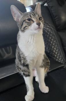 Rescue Domestic Short Hair Cats for Adoption in Spring, Texas - Nini - Riley Fuzzel FH | PetCurious