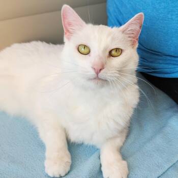 Domestic Short Hair Cats Available for Adoption in Marshfield, Wisconsin - Pooh | PetCurious