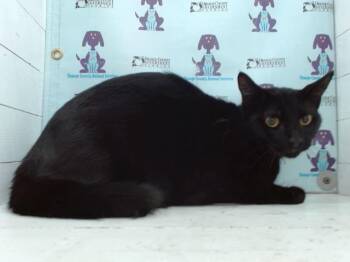 Domestic Short Hair Cats Available for Adoption - ZIGGY | PetCurious