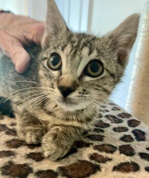 Rescue Domestic Short Hair Cats for Adoption in Tampa, Florida - Jill | PetCurious