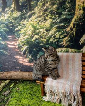 Garnet -  Domestic Short Hair Cat Available for Adoption in Lapeer, Michigan - Garnet | PetCurious