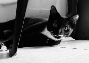 Ivy -  Domestic Long Hair Cat for Adoption in Plattsburgh, New York - Ivy | PetCurious