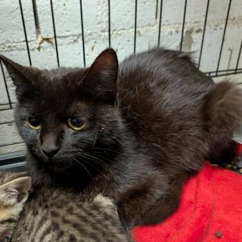 Ebony -  Domestic Short Hair Cat for Adoption in Greenville, Pennsylvania - Ebony | PetCurious