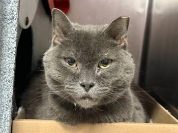 Navy -  Domestic Short Hair Cat for Adoption in New York, New York - Navy | PetCurious