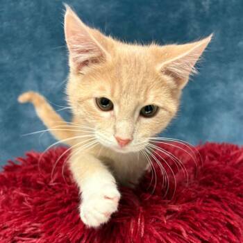 Domestic Short Hair Cats Available for Adoption in East Hampton, New York - Burrata | PetCurious