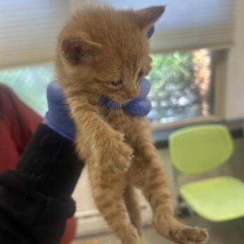 Willow Rosenberg -  Domestic Short Hair Cat for Adoption in Philadelphia, Pennsylvania - Willow Rosenberg | PetCurious