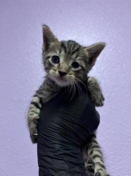 61586119 -  Domestic Short Hair Cat for Adoption in El Paso, Texas - 61586119 | PetCurious