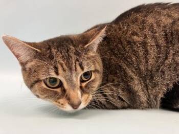 Sophie -  Domestic Short Hair Cat for Adoption in Woodbury, Minnesota - Sophie | PetCurious