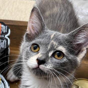 Shelby -  Domestic Short Hair Cat for Adoption in Houston, Texas - Shelby | PetCurious