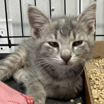 Snow Cone - Chow Hound Northland -  Domestic Short Hair Cat for Adoption in Grand Rapids, Michigan - Snow Cone - Chow Hound Northland | PetCurious